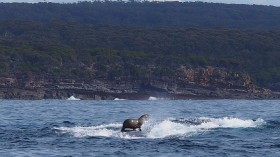 Seal on the Back of a Whale 