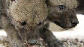 A new study suggests that the wolves reintroduced in Yellowstone National Park are facing health risks from mange and viral diseases.