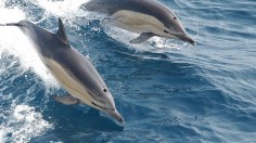 Dolphins 