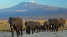 Elephant Herd 