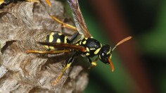 Paper Wasp 