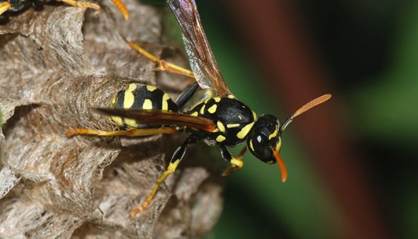 Paper Wasp 