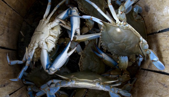 Blue Crabs