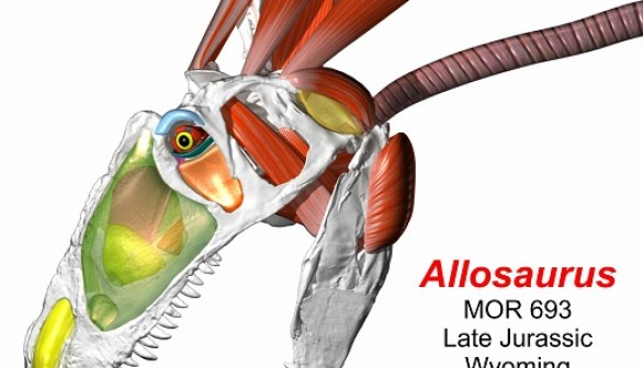 Skeleton and soft tissues of the head and neck of the late Jurassic predatory dinosaur Allosaurus.