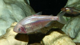 Blind Cave Fish 