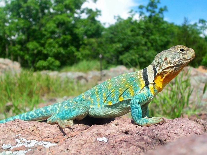 Lizards Use Color To Attract Mates Even Though Such Expressions May Get ...