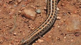 Western Serpentiform skink