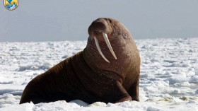 Pacific Walrus