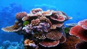 Coral Outcrop