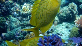 Rabbitfish Pair 