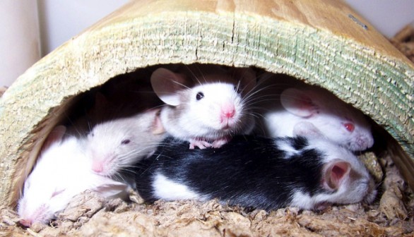 Nesting Mice 