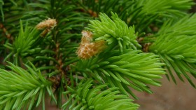 Norway Spruce