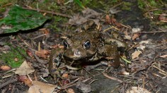 Boreal Toad