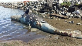 Gray Whale On Shore