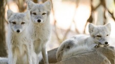 Arctic Foxes 