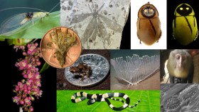 Top 10 new species announced by International Institute for Species Exploration at Arizona State University. 