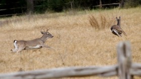 Deer Mating 