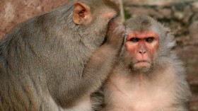 Rhesus Monkeys