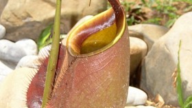 Nepenthes bicalcarata