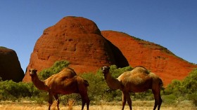 Population of Australia’s feral camel has dropped by a quarter.	 (Photo: Reuters)