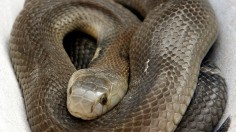 Copperhead snake rests at a snake farm in Vinh Son