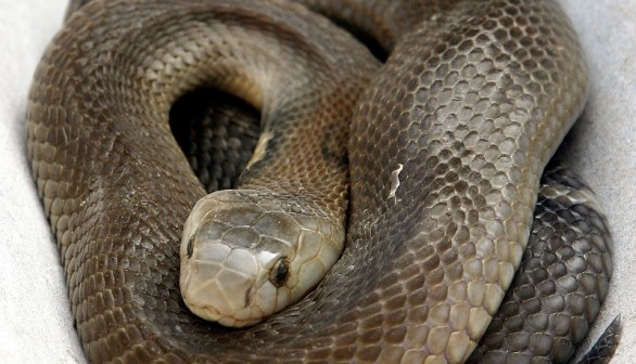 Copperhead snake rests at a snake farm in Vinh Son