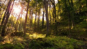 Sunlit forest