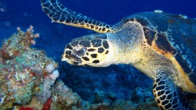 Hawksbill Sea Turtle 