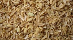 Rice husks 