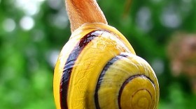 Chittenango Ovate Amber Snail 