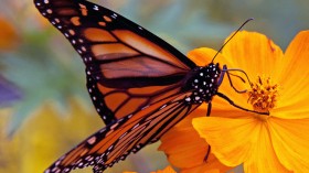 Monarch Butterfly