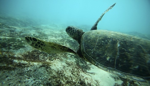 Green Sea Turtle