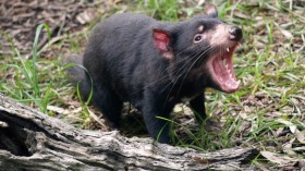 Tasmanian devils 