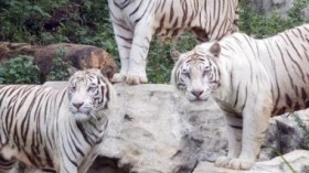 White tigers at Chimelong Safari Park in China.