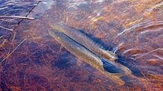 Migrating Pike 