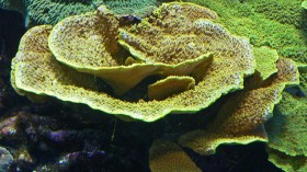 Yellow Scroll Coral 