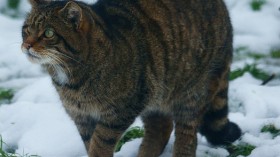 Scottish wildcats