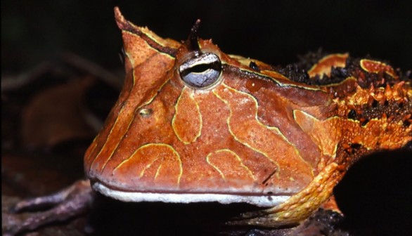 Horned Frog 