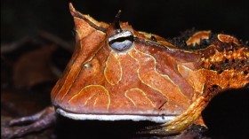 Horned Frog 