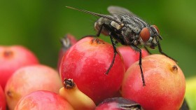 Fruit Fly 