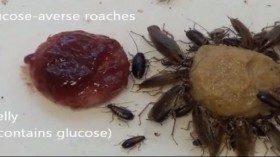 Cockroaches