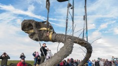 Woolly Mammoth Bones