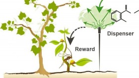 Attract and Reward Concept