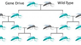 CRISPR