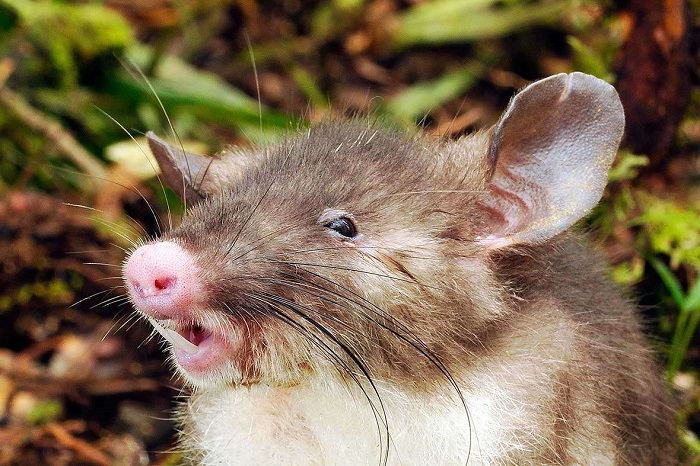 New Species: 'Hog-Nosed Rat' Discovered in Indonesia [Video] | Nature