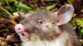  Hog-Nosed Rat