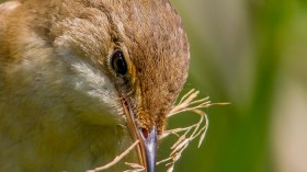 Eurasian Reed Warbler