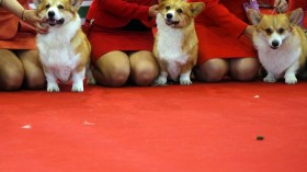 Dogs wait for the judges during a competition at the World Dog Show in Budapest May 19, 201