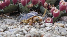 Sonoran Desert Tortoise 
