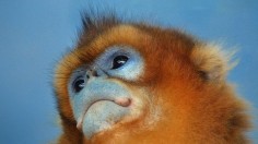 Golden Snub-Nosed Monkey